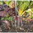 Draper 88791 Carbon Steel Border Fork